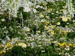 MS Field of tagetes and heliopsis flowers  / Koblenz, Rhineland-Palatinate, Germany Stock Footage