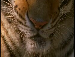 BCU Royal Bengal tiger, Panthera tigris tigris, nose twitching, Bandhavgarh National Park, India Stock Footage