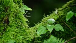 Rainforest Stock Footage