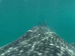 Whale shark, mouth open pass by, Mozambique  Stock Footage