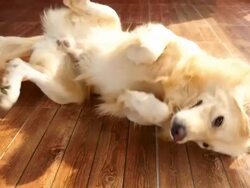 Playful Golden Retriever Dog Rolling on the Floor Stock Footage