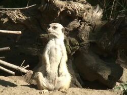 (HD1080i) Meerkat Sits Up, Watches for Danger Stock Footage