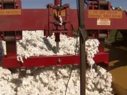 CU of machine compacting harvested cotton into trailer. Stock Footage