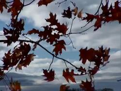 T/L Autumn leaves blowing in the wind. Progressive Frames Stock Footage