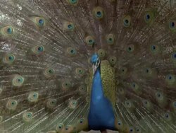 MCU Peacock (Pavo cristatus) male displays, UK Stock Footage