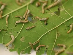 small silkworm Stock Footage