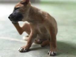 Puppy Cute Domestic Stock Footage