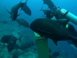 Diver opens lid, releases blood etc from wheelie bin, underwater, Fiji, South Pacific  Stock Footage