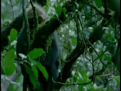 Nilgiri langur, Prebytis johnii, sheltering from rain in tree, Western Ghats, India Stock Footage