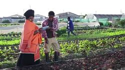African woman discusses over digital tablet in organic farm Stock Footage