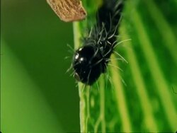 BCU single Caterpillar crawling on side of leaf, Botswana, Africa Stock Footage