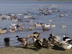 MS Shot of Ducks on Taungthaman lake / Amarapura, Mandalay, Mandalay Division, Myanmar Stock Footage