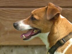 MS TS Shot of dog enjoying at garden area / Biarritz, France Stock Footage