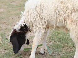 Sheep is eating some grass Stock Footage