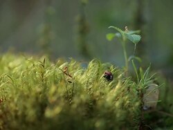 Ladybug. Stock Footage