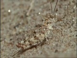 CU Camouflaged insect on sand, USA Stock Footage