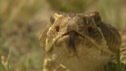 A Mojave green rattlesnake flicks its forked tongue. Stock Footage