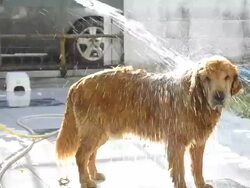 Shaking Dog Stock Footage