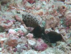 MS ZI View of black sail goby / Mabul, Sabah, Malaysia   Stock Footage