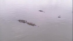 Crocodiles float in a river. Stock Footage