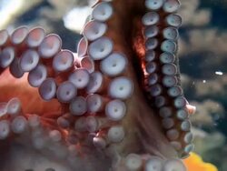 Octopus closeup Stock Footage