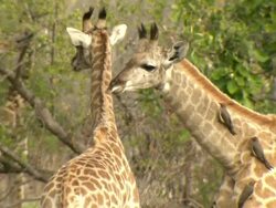 MS Young giraffes standing and observing / Okavango Delta, North West District, Botswana Stock Footage