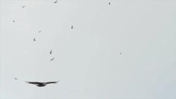 Flock of Birds Vulture Flying in Sky Stock Footage