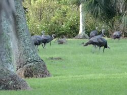 Flock of Wild Turkeys Stock Footage