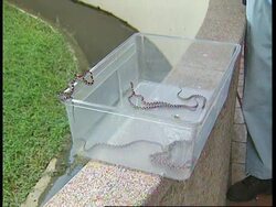 SOUTH AFRICA: THIEVES STEAL 2 CORN SNAKES FROM PRETORIA ZOO News Clip