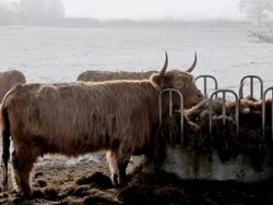 ABERDEEN ANGUS HIGHLAND CATTLE EATING Stock Footage