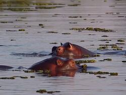 MS SLO MO Hippopotamus amphibius standing in Khwai River, Okavango Delta / Moremi Reserve, Botswana, South Africa Stock Footage