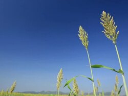Sorghum Stock Footage