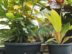 HD Dolly:Potted plants in the garden. Stock Footage