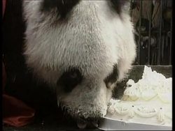 China - Oldest Panda's birthday Instructional Video