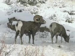 MS Shot of large bighorn ram grazing on snowy forest / Estes Park, Colorado, United States Stock Footage
