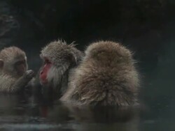 MS Two Snow Monkey with one baby monkey (Japanese Macaque) in Hot Spring / Jigokudani, Nagano, Japan Stock Footage
