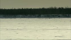 A musher drives a dog sled team across the snowy tundra. Stock Footage