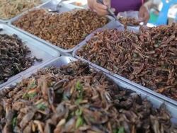 The exotic food menu Stock Footage