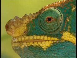 BCU Chameleon in profile Stock Footage