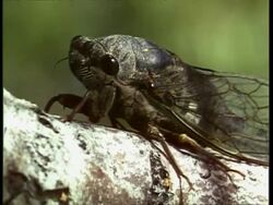 CU Cicada on a horizontal branch, USA Stock Footage