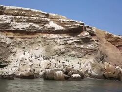 WS POV View of various Sea animals at pisco bay / Paracas, Nazca, Peru Stock Footage