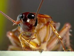 CU American Cockroach Stock Footage