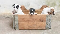 Jack russel terrier puppy in basket Stock Footage