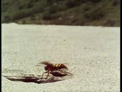 MS Cicada killer wasp, Sphecius speciosus, lands at burrow and goes in carrying Cicada, high speed, USA Stock Footage