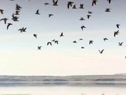 Many birds flying over a water pond Stock Footage