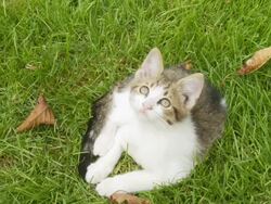 HD: Playful Kitten Looking Up Stock Footage