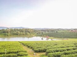 Top view Green tea plant Stock Footage