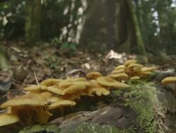 Mushrooms growing on a log Stock Footage
