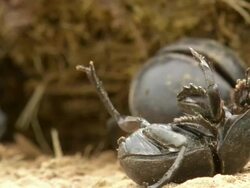 MS Shot of flightless dung beetle lies on back struggling to flip over onto legs / Port Elizabeth, Eastern Cape, South Africa Stock Footage
