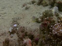 Juvenile Sweetlips Stock Footage